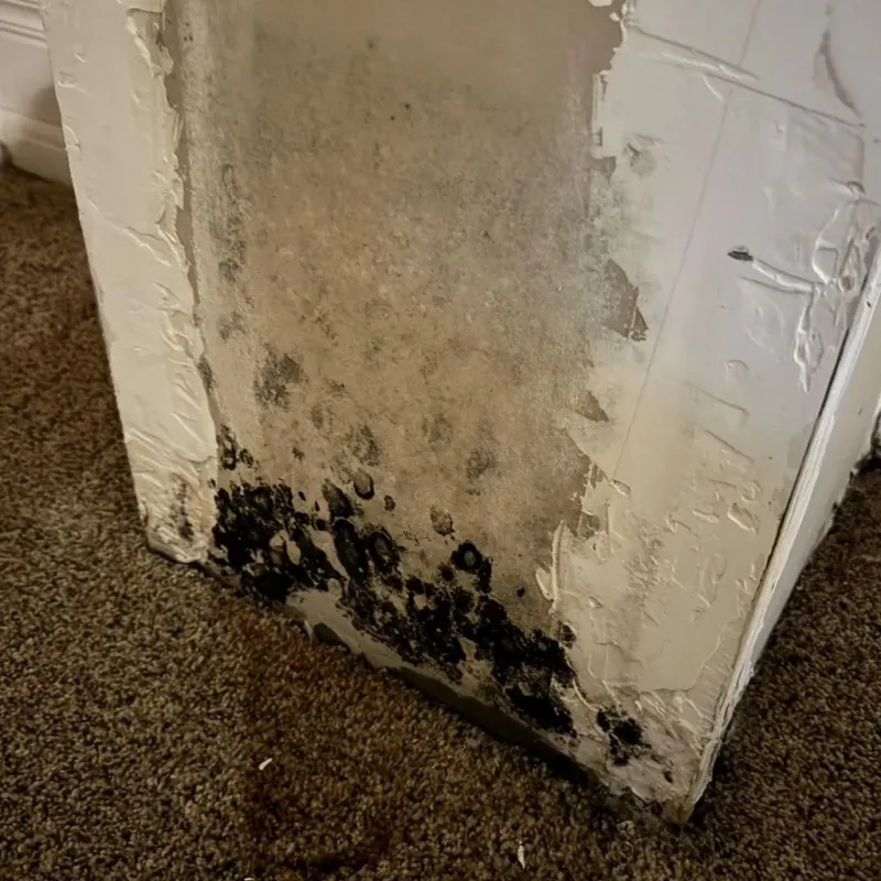 Professional Mold Removal in Titusville, FL